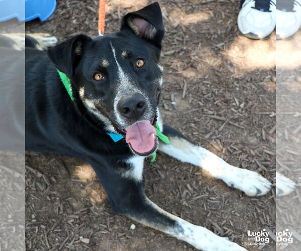 Medium Photo #5 Mutt Puppy For Sale in Washington, DC, USA