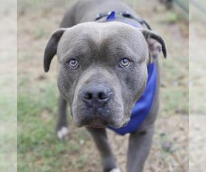 American Staffordshire Terrier-Unknown Mix Dogs for adoption in San Antonio, TX, USA
