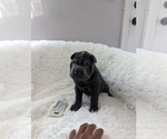 Small Photo #12 Chinese Shar-Pei Puppy For Sale in ELLENWOOD, GA, USA