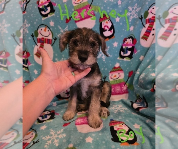 Medium Photo #19 Chizer Puppy For Sale in MONTEZUMA, GA, USA