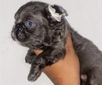 Small Photo #12 French Bulldog Puppy For Sale in ANDERSONVILLE, TN, USA