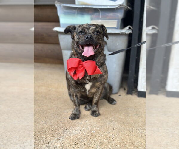 Medium Photo #1 Pug-Unknown Mix Puppy For Sale in FRAMINGHAM, MA, USA