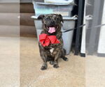 Small Pug Mix