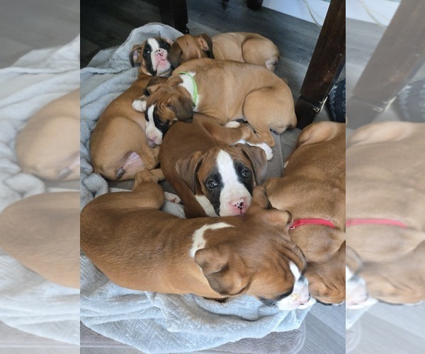 Medium Photo #1 Boxer Puppy For Sale in GALLOWAY, NJ, USA