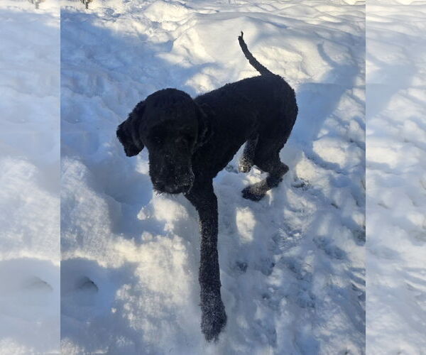 Medium Photo #3 Poodle (Standard)-Unknown Mix Puppy For Sale in Thomasville, NC, USA