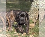 Small #2 Cane Corso