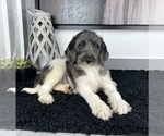 Small Photo #1 Miniature Labradoodle Puppy For Sale in FRANKLIN, IN, USA