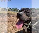 Small #1 American Pit Bull Terrier