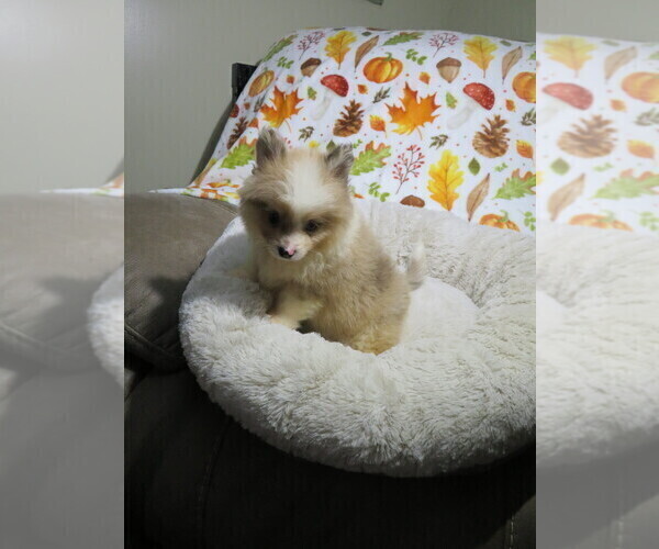Medium Photo #2 Pomeranian Puppy For Sale in COOKEVILLE, TN, USA