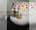 Small #1 Pomeranian