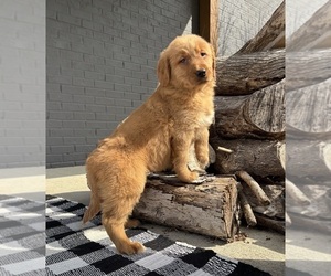 Golden Retriever Puppy for sale in INDIANAPOLIS, IN, USA