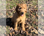 Small Photo #6 Goldendoodle (Miniature) Puppy For Sale in EDWARDSBURG, MI, USA