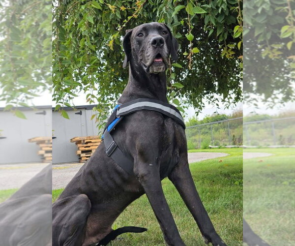 Medium Photo #3 Great Dane Puppy For Sale in Bullard, TX, USA
