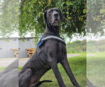 Small #2 Great Dane
