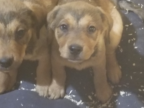 Medium Photo #1 Chesapeake Bay Retriever-Rottweiler Mix Puppy For Sale in ANOKA, MN, USA