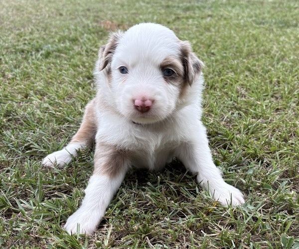 Medium Photo #1 Miniature Australian Shepherd Puppy For Sale in BEEBE, AR, USA