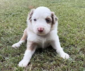 Miniature Australian Shepherd Puppy for Sale in BEEBE, Arkansas USA