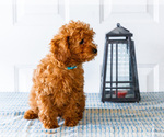 Small Photo #17 Poodle (Toy) Puppy For Sale in WAKARUSA, IN, USA