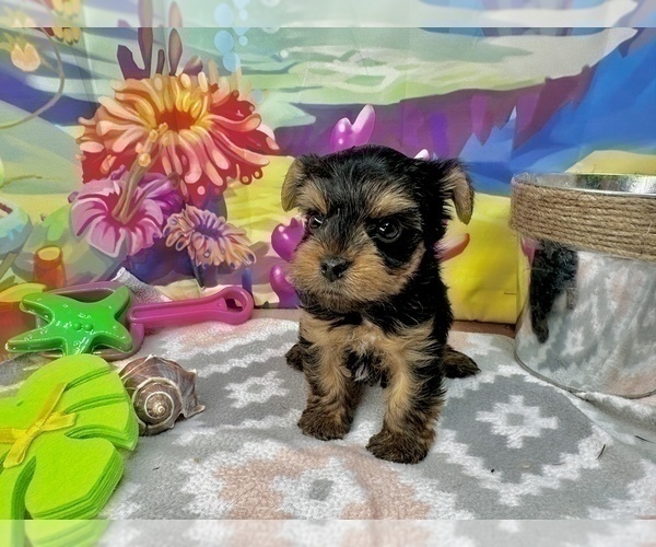 Medium Photo #12 Yorkshire Terrier Puppy For Sale in CASSVILLE, MO, USA
