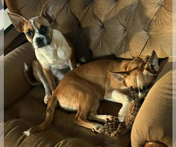 Medium Photo #2 Boxer-Unknown Mix Puppy For Sale in Burnsville, MN, USA