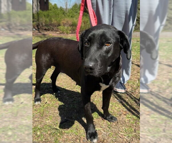 Medium Photo #9 Labrador Retriever-Unknown Mix Puppy For Sale in Brewster, NY, USA
