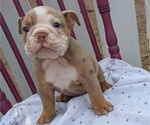 Small Photo #3 English Bulldog Puppy For Sale in GOSHEN, IN, USA