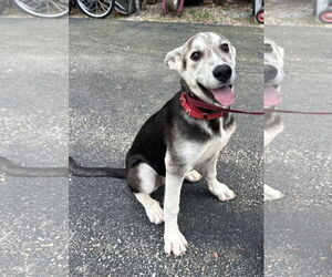 Mutt Dogs for adoption in Sterling, MA, USA