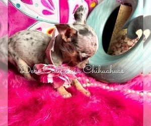 Chihuahua Puppy for Sale in TRACY, California USA