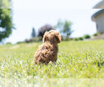 Small Photo #6 Cavapoo Puppy For Sale in WARSAW, IN, USA