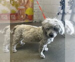 Small Maltese Mix