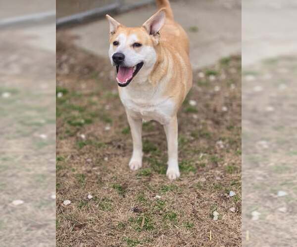 Medium Photo #2 Mutt Puppy For Sale in Crandall, GA, USA