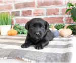 Small #2 Labrador Retriever