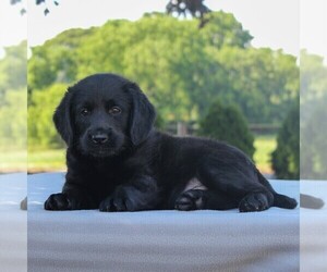 Labradoodle-Poodle (Miniature) Mix Puppy for sale in GAP, PA, USA
