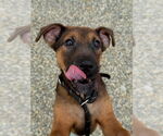 Small Labrador Retriever Mix