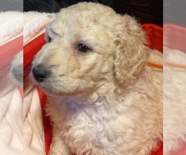 Medium Photo #5 Pyredoodle Puppy For Sale in MOORESVILLE, NC, USA
