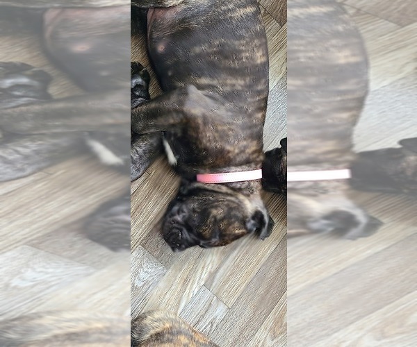 Medium Photo #1 Cane Corso Puppy For Sale in PORTLAND, OR, USA