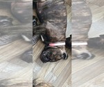 Puppy 8 Cane Corso