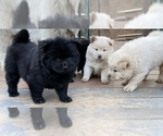 Small Photo #1 Chow Chow Puppy For Sale in LA SIERRA, CA, USA