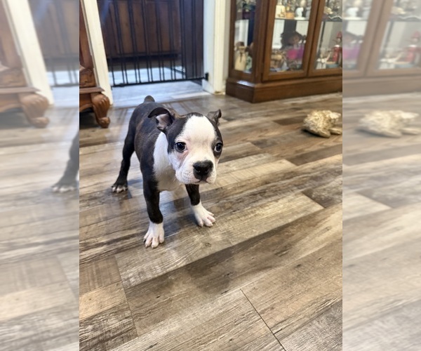 Medium Photo #4 Boston Terrier Puppy For Sale in FREDONIA, KS, USA
