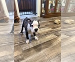 Small #3 Boston Terrier