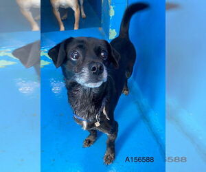 Dachshund-Unknown Mix Dogs for adoption in Calgary, Alberta, Canada