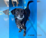 Small Dachshund Mix