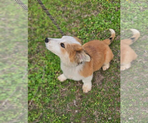 Medium Photo #4 Australian Shepherd-Jack Russell Terrier Mix Puppy For Sale in Wakefield, RI, USA