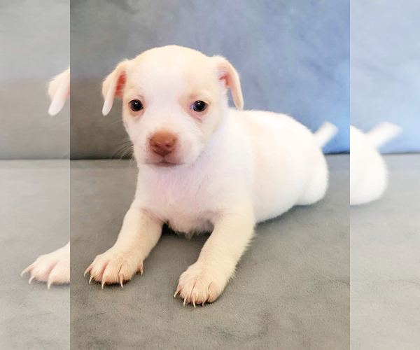 Medium Photo #6 Chihuahua-Unknown Mix Puppy For Sale in Corona, CA, USA