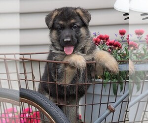 German Shepherd Dog Puppy for sale in FREDERICKSBG, OH, USA