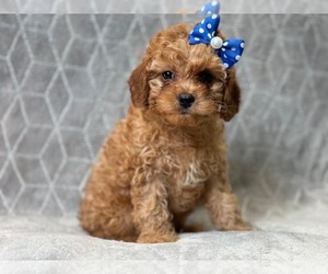 Cavapoo-Poodle (Miniature) Mix Puppy for sale in LAKELAND, FL, USA