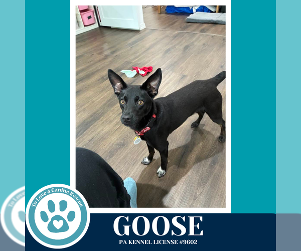 Medium Photo #1 Feist Terrier-Unknown Mix Puppy For Sale in Kimberton, PA, USA