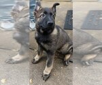 Small #10 German Shepherd Dog