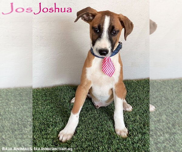 Medium Photo #1 Bull Terrier-Unknown Mix Puppy For Sale in San Diego, CA, USA
