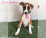 Small Bull Terrier Mix